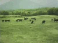 奶牛 飞翔 可怕 恐怖
