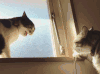 猫 喵星人 打架 宠物 萌 可爱