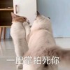 萌宠 喵星人 一巴掌拍死你 打你 呆萌 可爱