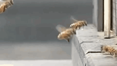 蜜蜂 采蜜 蜇人 飞行