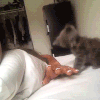 猫咪 开心 玩耍 可爱