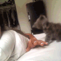 猫咪 开心 玩耍 可爱