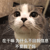 信息 不爱我 为什么 猫 可爱 呆萌