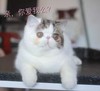猫咪 大眼睛  萌宠 白色 亲你爱我吗