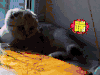 猫咪 踹 搞笑 可爱
