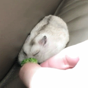 兔子 沙发 西兰花 蔬菜 闭眼 睡着了