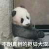 萌宠 熊猫 不明真相的抠脚大汉 无奈 呆萌 可爱