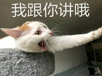 萌宠 猫星人 我跟你讲哦 你听好了 呆萌 可爱