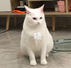 萌宠 猫星人 啧 无奈 呆萌 可爱