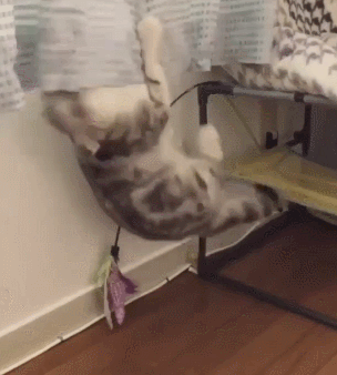 猫咪 玩耍 窗帘 地板