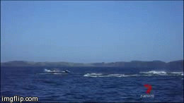 鲸鱼 跳跃 大海 可爱