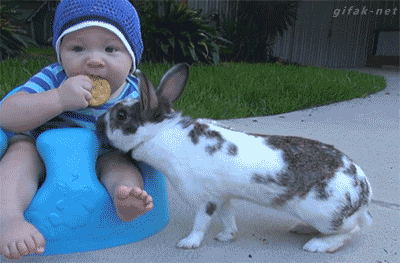 兔子 小孩 抢饼干