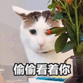 偷偷 猫 看你