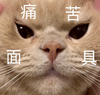萌宠 猫星人 痛苦面具 难受 呆萌 可爱