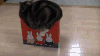 猫咪 睡觉 摔跤 可爱