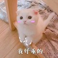 猫咪 大眼睛 红脸蛋 我好乖的