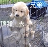 萌宠 汪星人 兄弟 顶我上去 呆萌 可爱