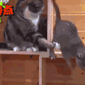 猫 生气 哼 卖萌 萌宠 可爱 动物