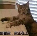 猫咪 喵星人 别看我我正在上 搞笑 斗图