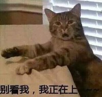 猫咪 喵星人 别看我我正在上 搞笑 斗图