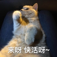萌宠 喵星人 来呀 快活呀 活泼 搞怪