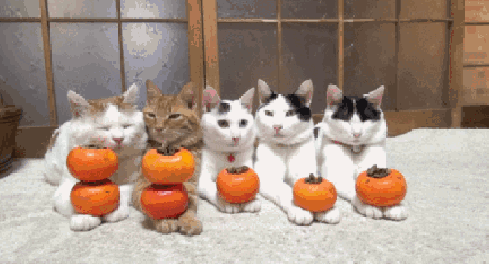 橘子 金黄 小猫 排队
