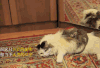 猫 猫咪 猴子 收养 萌宠