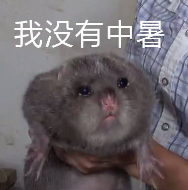 竹鼠 华农兄弟