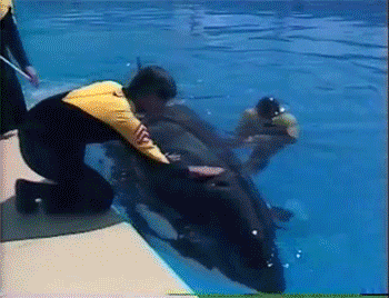 水池  鲸鱼  训练师  抚摸  按摩