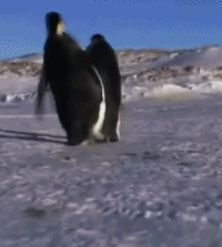 企鹅 可爱 卧槽 又摔倒了