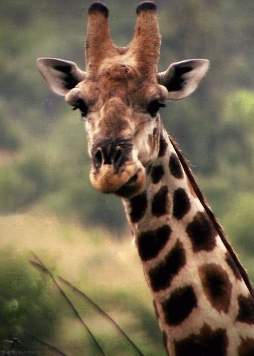 长颈鹿 giraffe 咀嚼 冷漠 思考 无奈 看你