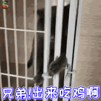 萌宠 猫咪 猫 吃鸡 兄弟 出来吃鸡啊