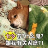 七夕 七夕节 什么鬼 柴犬 搞怪 可爱