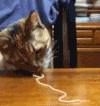 猫 吃面条 可爱 萌