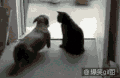 小狗 小猫 高冷 动物