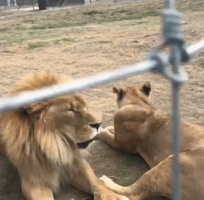 狮子 凶猛 恐怖 搞笑