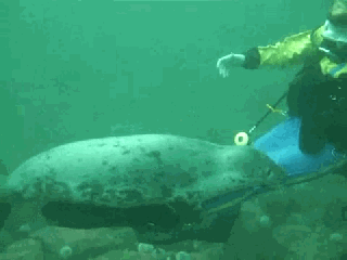 海洋 海豹 潜水 可爱