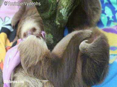 树懒 sloth 挠痒