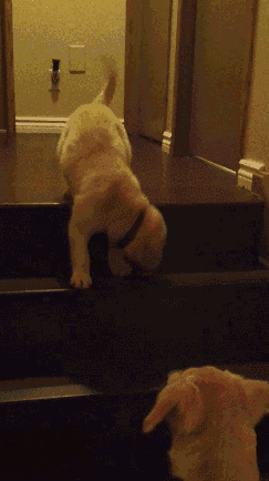 动物 小狗 金毛 母子 下楼梯