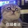 萌宠 喵星人 憨批 你接着说 呆萌 可爱