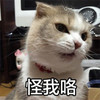 萌宠 喵星人 怪我咯 不关我事 呆萌 搞怪