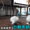 萌宠 鸽子 搞怪 白鹤亮翅 soogif soogif出品