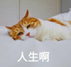 萌宠 猫星人 人生啊 无奈 呆萌 可爱
