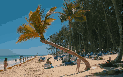 多米尼加共和国 椰子树 纪录片 蓝天 蓬塔卡纳 风景