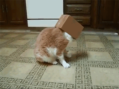 猫咪 盒子 套头 搞笑