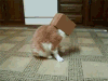 猫咪 盒子 套头 搞笑