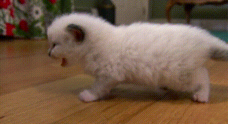 小猫咪 白毛 可爱 地板