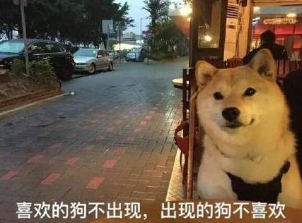 汪星人 单身狗 搞笑 文字表情包 光棍节