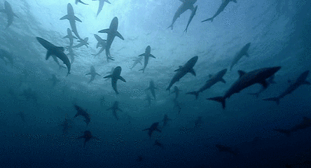 大海 鲨鱼 游泳 成群