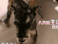 萌主来了